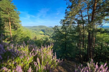Yazın Almanya 'daki Palatinate Ormanı' nın manzarası mavi gökyüzüne karşı çiçek açan fundalarla dolu.