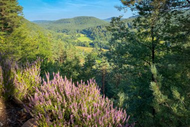 Yazın Almanya 'daki Palatinate Ormanı' nın manzarası mavi gökyüzüne karşı çiçek açan fundalarla dolu.