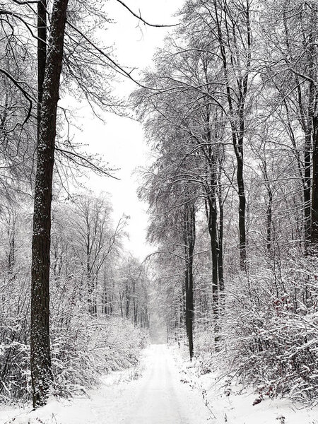 Low angle view of snow covered forest in winter