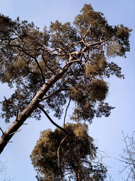 Низкий Угол Обзора Сосновых Деревьев Леннебергвальд Германия Против Голубого Неба — стоковое фото