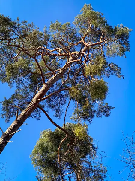 Низкий Угол Обзора Сосновых Деревьев Леннебергвальд Германия Против Голубого Неба — стоковое фото