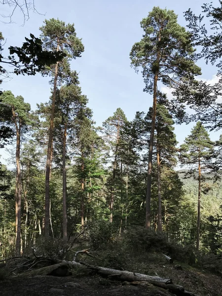 Сосны Пфальцском Лесу Германии Летом Против Голубого Неба — стоковое фото