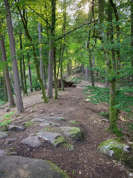 stock image Hiking path at Palatinate Forest in Germany in summer