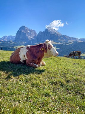 Sassolungo 'nun ikonik panoramasının önünde yatan inek - Seiser Alm Alpe di Siusi' de Langkofel dağ grubu, Dolomitler, Güney Tyrol, İtalya 'da mavi gökyüzüne karşı