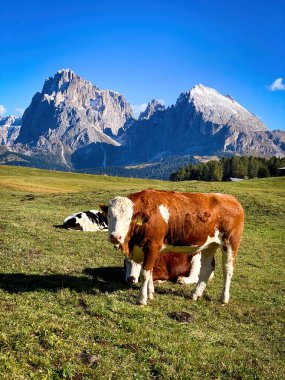 Sassolungo 'nun ikonik panoramasının önünde duran inek - Langkofel dağ grubu Seiser Alm Alpe di Siusi, Dolomitler, Güney Tyrol, İtalya' da mavi gökyüzüne karşı