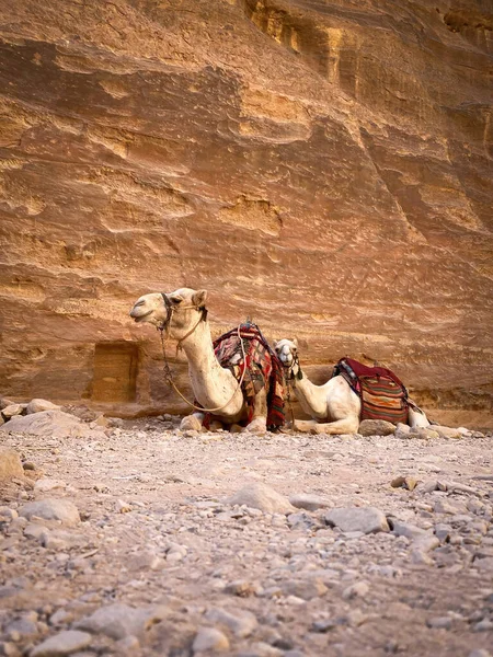 Low angle view of two camels lying on the edge along the Street of Facades in the historic and archaeological city of Petra, Jordan