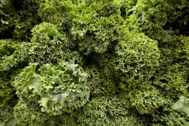 Organik lahananın tam kare resmi