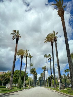Palm Tree, Beverly Hills, California 'daki North Canon Caddesi' nde bulutlu mavi gökyüzüne karşı.