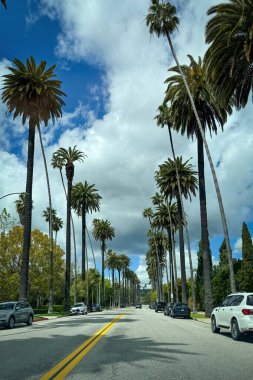 Los Angeles, ABD - 31 Mart 2024: Palm Tree, Beverly Hills 'te North Canon Drive caddesinde bulutlu mavi gökyüzüne karşı