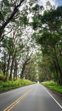 Ağaç Tüneli, güzel bir gölgelik yolu okaliptüs ağaçlarıyla kaplı Hawaii 'nin Kauai adasının güney kıyısına doğal bir geçit açıyor.