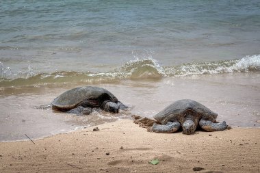 Hawaii, Hawaii, ABD 'deki Poipu Sahili' nde iki güneşli yeşil deniz kaplumbağası.