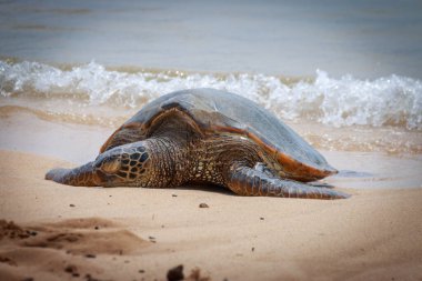 Hawaii 'nin başkenti Hawaii' deki Poipu Sahili 'nde güneşlenen yeşil deniz kaplumbağası.
