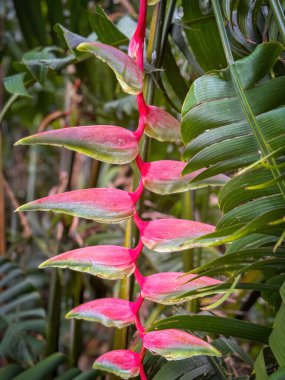 ABD 'nin Oahu Adası' ndaki Hoomaluhia Botanik Bahçesi 'ndeki çiçek açan helikonya rostrata fabrikası..