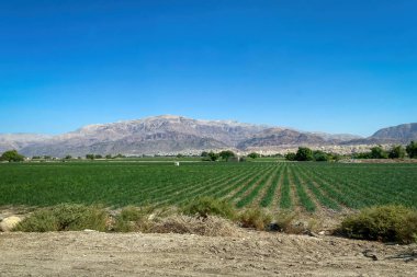 Scenic view of agricultural fields near Gawr as-Safi along Jordan Valley Highway, Jordan against blue sky clipart