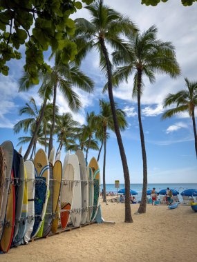 Honolulu, Hawaii, ABD - 2 Nisan 2024: Mavi gökyüzüne karşı palmiye ağaçları altında sörf tahtaları