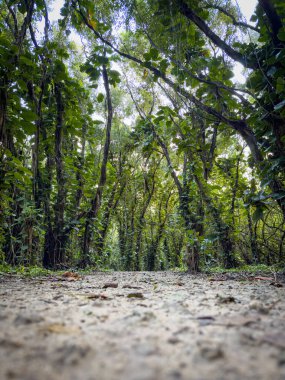 Haena State Park, Kauai, Hawaii, ABD 'deki yürüyüş yolu boyunca yemyeşil bitki örtüsünün alçak açısı.