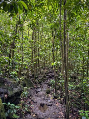 Hanakapiai Vadisi yürüyüş yolu ABD 'nin Hawaii, Kauai adasında yemyeşil bitki örtüsüyle