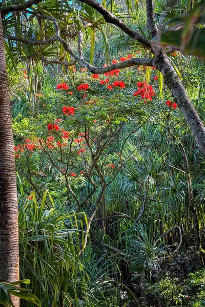 stock image Red flowers of blooming metrosideros polymorpha tree or Ohia Lehua along Kalalau Trail on the Hawaiian island Kauai