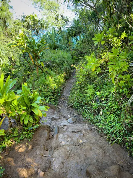 ABD 'nin Hawaii, Kauai adasındaki Kalalau Yürüyüş Yolu' nda yemyeşil bitki örtüsü