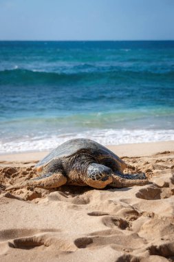 Hawaii 'nin yeşil deniz kaplumbağalarından biri Oahu, Hawaii, ABD' deki Laniakea Sahili 'nde deniz ve mavi gökyüzüne karşı.