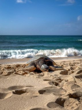 Hawaii 'nin yeşil deniz kaplumbağalarından biri Oahu, Hawaii, ABD' deki Laniakea Sahili 'nde deniz ve mavi gökyüzüne karşı.