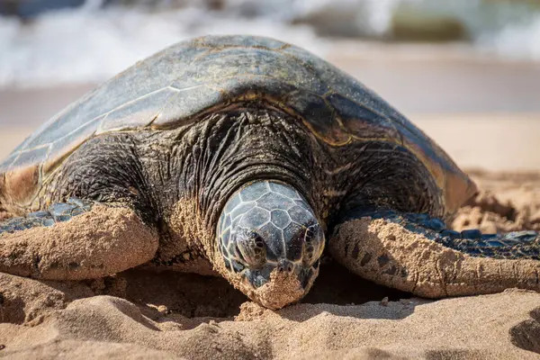 stock image One basking Hawaiian green sea turtle at Laniakea Beach on the island of Oahu, Hawaii, USA against sea