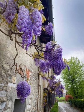 Çiçek açan mor çiçekler Wisteria Sinensis veya Görüntü yağmuru ilkbaharda yağar İtalya 'da yağmurlu gökyüzüne karşı eski bir evin duvarında