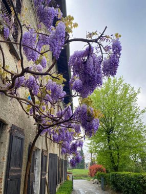 Çiçek açan mor çiçekler Wisteria Sinensis veya Görüntü yağmuru ilkbaharda yağar İtalya 'da yağmurlu gökyüzüne karşı eski bir evin duvarında