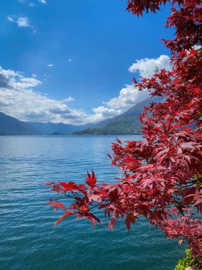 Genç akçaağaç yaprakları Como Gölü 'nde mavi gökyüzüne karşı bulutlu