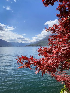 Genç akçaağaç yaprakları Como Gölü 'nde mavi gökyüzüne karşı bulutlu