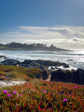 Pasifik Okyanusu kıyı şeridi manzaralı ve önplanda buzul bitkileri bulunan 17 mil yol boyunca, Del Monte Ormanı, Kaliforniya, ABD 'de bulutlu mavi gökyüzüne karşı