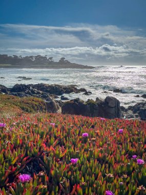 Pasifik Okyanusu kıyı şeridi manzaralı ve önplanda buzul bitkileri bulunan 17 mil yol boyunca, Del Monte Ormanı, Kaliforniya, ABD 'de bulutlu mavi gökyüzüne karşı