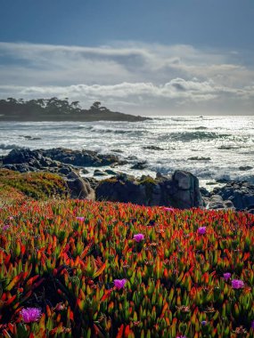 Pasifik Okyanusu kıyı şeridi manzaralı ve önplanda buzul bitkileri bulunan 17 mil yol boyunca, Del Monte Ormanı, Kaliforniya, ABD 'de bulutlu mavi gökyüzüne karşı