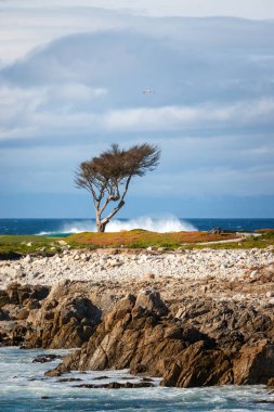 Scenic view of rocky Pacific Ocean coast with Hole 14 of Monterey Peninsula Country Club (MPCC Dunes), Del Monte Forest, California, USA against cloudy sky clipart