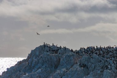 Pasifik Okyanusu 'ndaki Kuş Kayası' na martılar ve Brandt 'in Kaliforniya Pebble Beach' teki karabatakları bulutlu gökyüzüne karşı.