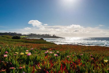 Pasifik Okyanusu kıyı şeridi manzaralı ve önplanda buzul bitkileri bulunan 17 mil yol boyunca, Del Monte Ormanı, Kaliforniya, ABD 'de bulutlu mavi gökyüzüne karşı