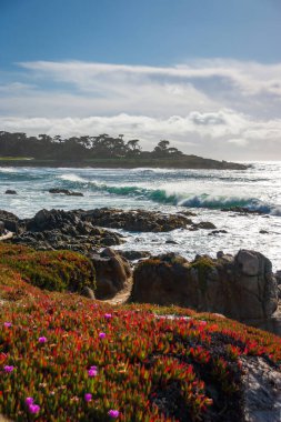 Pasifik Okyanusu kıyı şeridi manzaralı ve önplanda buzul bitkileri bulunan 17 mil yol boyunca, Del Monte Ormanı, Kaliforniya, ABD 'de bulutlu mavi gökyüzüne karşı