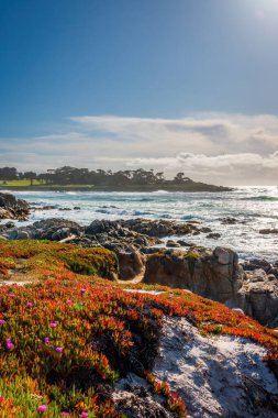 Pasifik Okyanusu kıyı şeridi manzaralı ve önplanda buzul bitkileri bulunan 17 mil yol boyunca, Del Monte Ormanı, Kaliforniya, ABD 'de bulutlu mavi gökyüzüne karşı