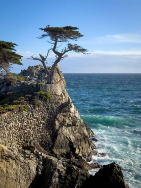 Pasifik Okyanusu 'na bakan yalnız selvi ağacı ABD' nin Pebble Beach, Kaliforniya 'da 17 mil yol boyunca mavi gökyüzüne karşı