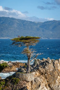 Pasifik Okyanusu 'na bakan yalnız selvi ağacı ABD' nin Pebble Beach, Kaliforniya 'da 17 mil yol boyunca mavi gökyüzüne karşı