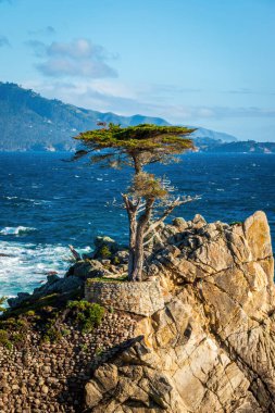 Pasifik Okyanusu 'na bakan yalnız selvi ağacı ABD' nin Pebble Beach, Kaliforniya 'da 17 mil yol boyunca mavi gökyüzüne karşı