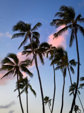 Hawaii, ABD 'de gün batımında kırmızı bulutlu mavi gökyüzüne karşı palmiye ağaçları