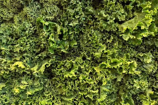 Yığının üzerinde organik lahana resmi