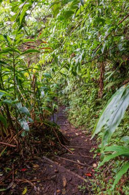 Puu Ohia yürüyüş yolu, Oahu, Hawaii, ABD yemyeşil bitki örtüsünde lider