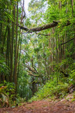 Puu Ohia yürüyüş yolunun alçak açılı görüntüsü, Oahu, Hawaii, ABD bambu ormanının içinden geçiyor.