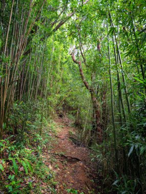 Puu Ohia yürüyüş yolu, Oahu, Hawaii, ABD bambu ormanının içinden geçiyor.