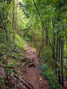 Puu Ohia yürüyüş yolu, Oahu, Hawaii, ABD bambu ormanının içinden geçiyor.