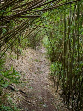 Puu Ohia yürüyüş yolu, Oahu, Hawaii, ABD bambu ormanının içinden geçiyor.