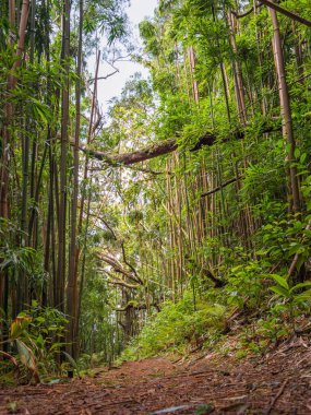 Puu Ohia yürüyüş yolunun alçak açılı görüntüsü, Oahu, Hawaii, ABD bambu ormanının içinden geçiyor.