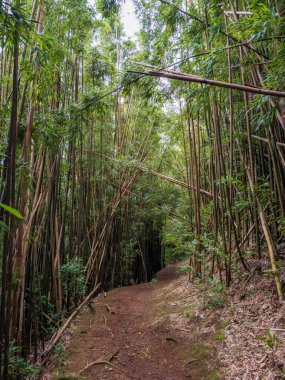 Puu Ohia yürüyüş yolu, Oahu, Hawaii, ABD bambu ormanının içinden geçiyor.